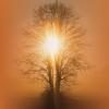 Tree backlit sunlight